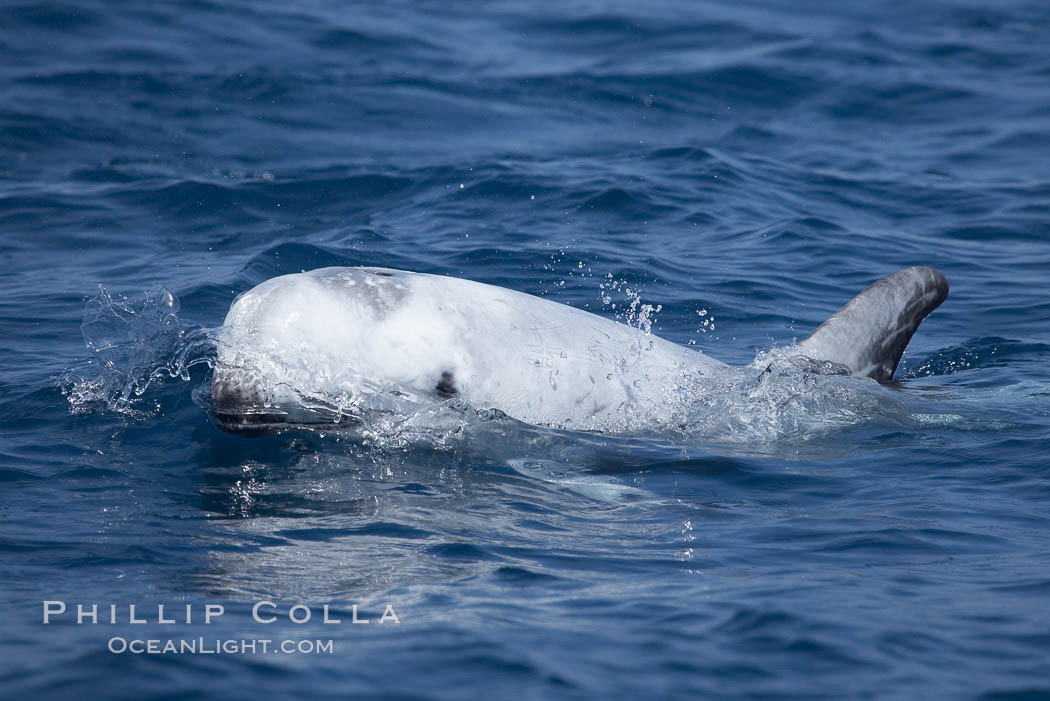 Rissos dolphin.  Note distinguishing and highly variable skin and dorsal fin patterns, characteristic of this species. White scarring, likely caused by other Risso dolphins teeth, accumulates during the dolphins life so that adult Rissos dolphins are usually almost entirely white. San Diego, California, USA, Grampus griseus, natural history stock photograph, photo id 12799