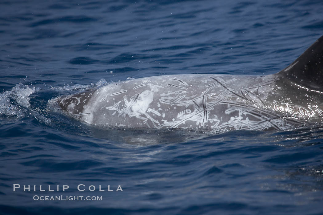 Rissos dolphin.  Note distinguishing and highly variable skin and dorsal fin patterns, characteristic of this species. White scarring, likely caused by other Risso dolphins teeth, accumulates during the dolphins life so that adult Rissos dolphins are usually almost entirely white. San Diego, California, USA, Grampus griseus, natural history stock photograph, photo id 12793