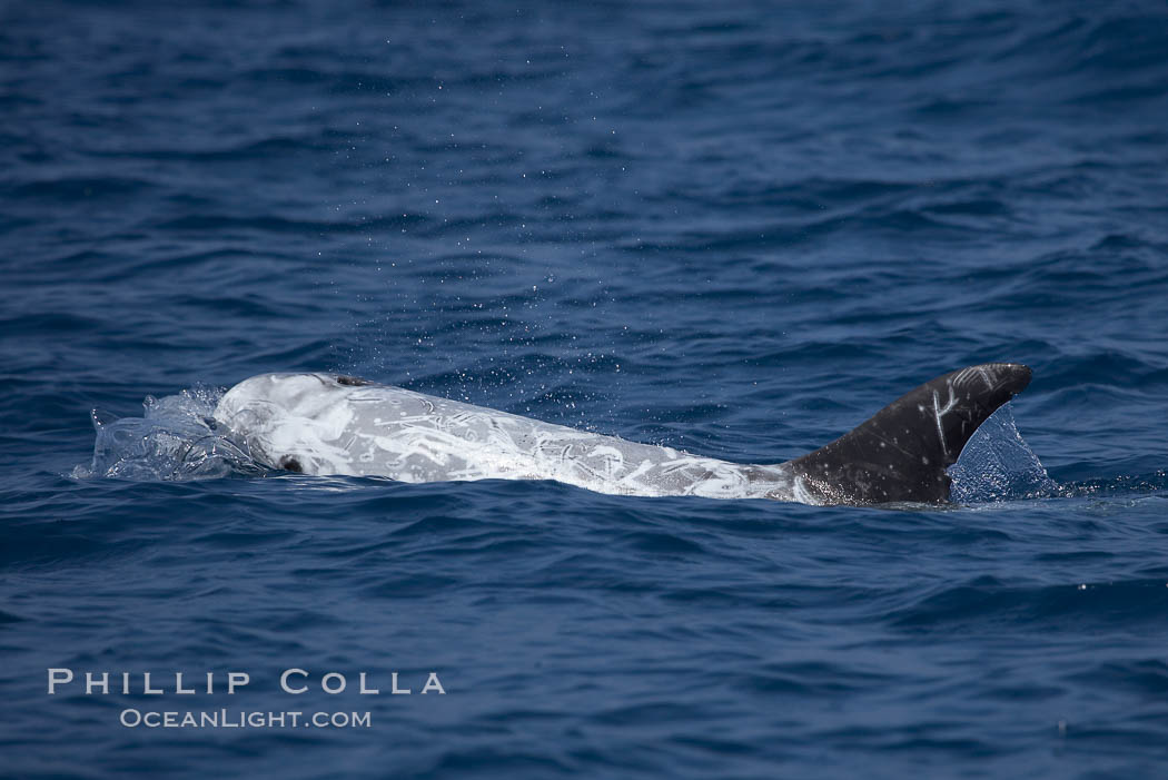 Rissos dolphin.  Note distinguishing and highly variable skin and dorsal fin patterns, characteristic of this species. White scarring, likely caused by other Risso dolphins teeth, accumulates during the dolphins life so that adult Rissos dolphins are usually almost entirely white. San Diego, California, USA, Grampus griseus, natural history stock photograph, photo id 12797