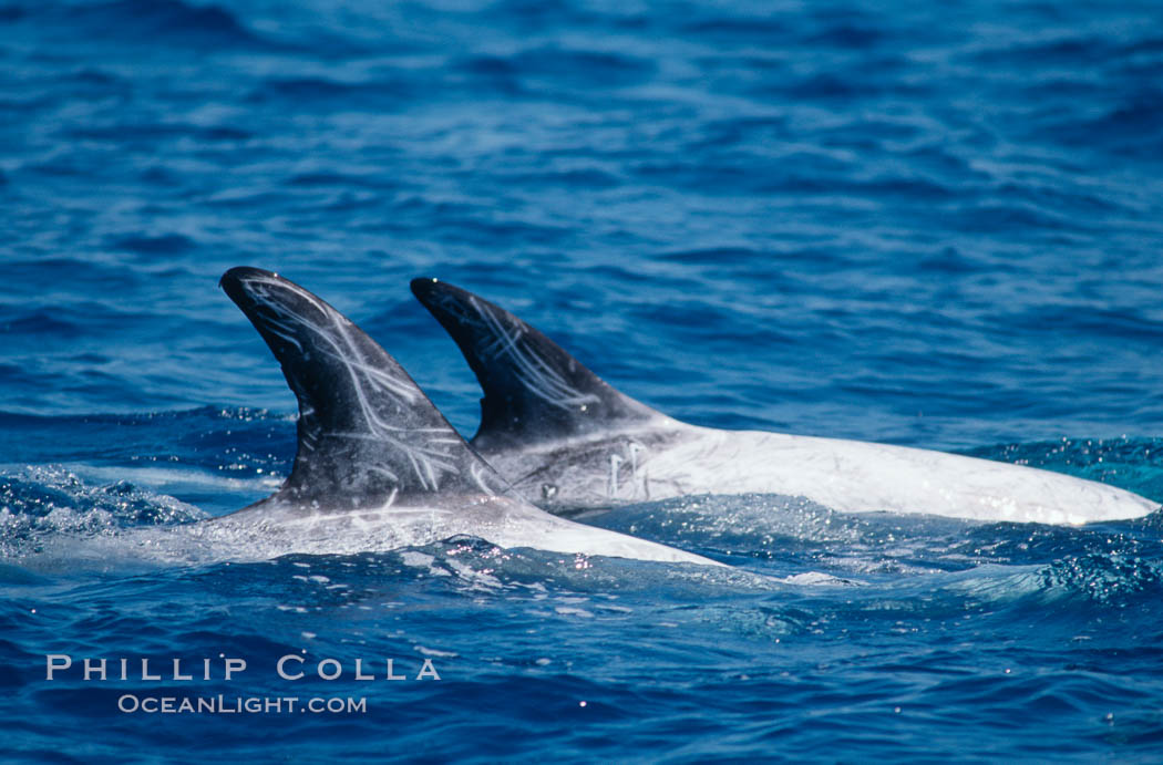 Rissos dolphins surfacing showing dorsal fins. Note distinguishing and highly variable skin and dorsal fin patterns, characteristic of this species. White scarring, likely caused by other Risso dolphins teeth, accumulates during the dolphins life so that adult Rissos dolphins are almost entirely white.  San Diego. California, USA, Grampus griseus, natural history stock photograph, photo id 02316