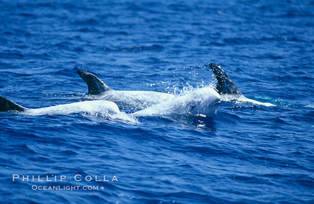 Rissos dolphins surfacing, one spouting/blowing while others show dorsal fins.  Note distinguishing and highly variable skin and dorsal fin patterns, characteristic of this species. White scarring, likely caused by other Risso dolphins teeth, accumulates during the dolphins life so that adult Rissos dolphins are almost entirely white.  San Diego. California, USA, Grampus griseus, natural history stock photograph, photo id 04836