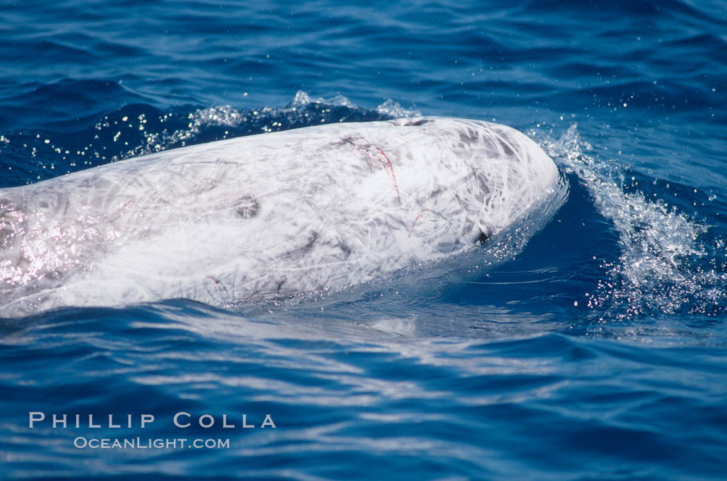 Rissos dolphin showing fresh scarring from social interactions with other Rissos dolphins.  Note distinguishing and highly variable skin and dorsal fin patterns, characteristic of this species. White scarring, likely caused by other Risso dolphins teeth, accumulates during the dolphins life so that adult Rissos dolphins are almost entirely white.  San Diego. California, USA, Grampus griseus, natural history stock photograph, photo id 04964