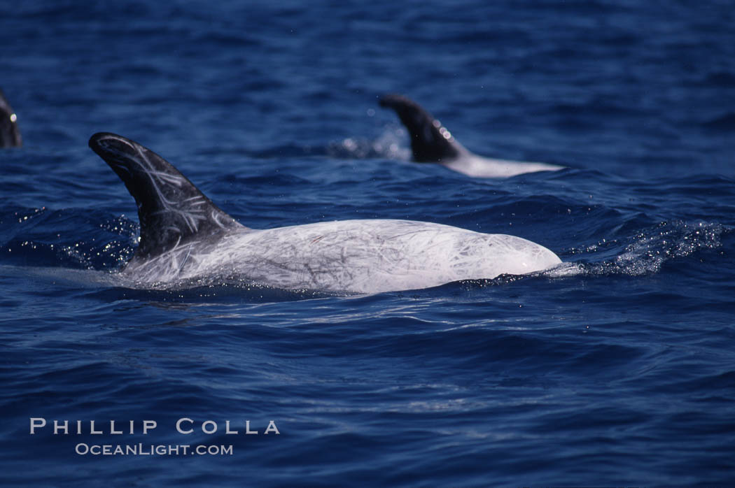 Rissos dolphin, dorsal fin.Note distinguishing and highly variable skin and dorsal fin patterns, characteristic of this species. White scarring, likely caused by other Risso dolphins teeth, accumulates during the dolphins life so that adult Rissos dolphins are almost entirely white. San Diego. California, USA, Grampus griseus, natural history stock photograph, photo id 04968