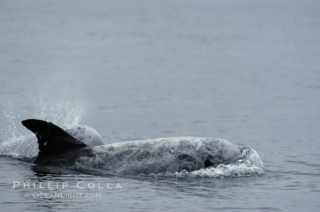 Rissos dolphin. Note distinguishing and highly variable skin and dorsal fin patterns, characteristic of this species.  White scarring, likely caused by other Risso dolphins teeth, accumulates during the dolphins life so that adult Rissos dolphins are almost entirely white.  Offshore near San Diego. California, USA, Grampus griseus, natural history stock photograph, photo id 07588