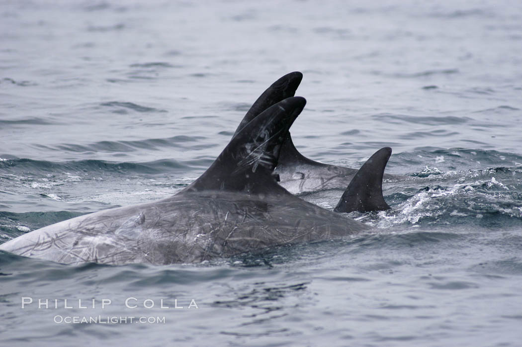 Rissos dolphin. Note distinguishing and highly variable skin and dorsal fin patterns, characteristic of this species.  White scarring, likely caused by other Risso dolphins teeth, accumulates during the dolphins life so that adult Rissos dolphins are almost entirely white.  Offshore near San Diego. California, USA, Grampus griseus, natural history stock photograph, photo id 07592