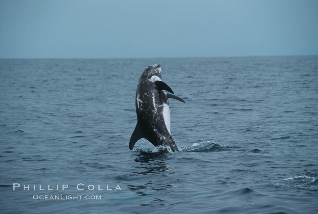 Rissos dolphin, breaching. Note distinguishing and highly variable skin and dorsal fin patterns, characteristic of this species. White scarring, likely caused by other Risso dolphins teeth, accumulates during the dolphins life so that adult Rissos dolphins are almost entirely white. San Diego. California, USA, Grampus griseus, natural history stock photograph, photo id 00983