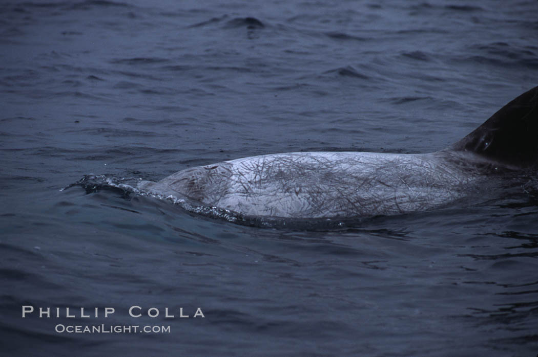 Rissos dolphin, dorsal fin.  Note distinguishing and highly variable skin and dorsal fin patterns, characteristic of this species. White scarring, likely caused by other Risso dolphins teeth, accumulates during the dolphins life so that adult Rissos dolphins are almost entirely white.  San Diego. California, USA, Grampus griseus, natural history stock photograph, photo id 01955