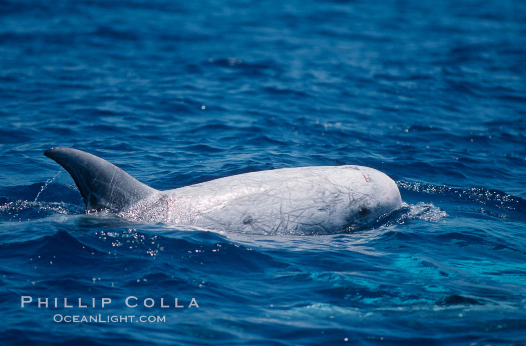 Rissos dolphin surfacing with eye showing. Note distinguishing and highly variable skin and dorsal fin patterns, characteristic of this species. White scarring, likely caused by other Risso dolphins teeth, accumulates during the dolphins life so that adult Rissos dolphins are almost entirely white.  San Diego. California, USA, Grampus griseus, natural history stock photograph, photo id 02315