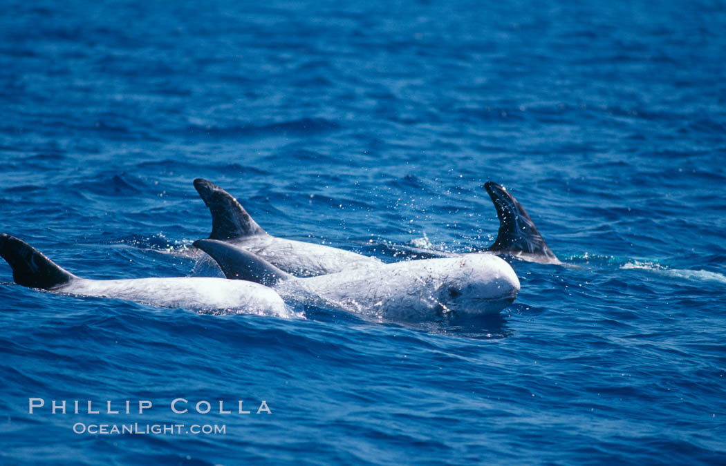 Rissos dolphin surfacing with eye showing. Note distinguishing and highly variable skin and dorsal fin patterns, characteristic of this species. White scarring, likely caused by other Risso dolphins teeth, accumulates during the dolphins life so that adult Rissos dolphins are almost entirely white.  San Diego. California, USA, Grampus griseus, natural history stock photograph, photo id 02319