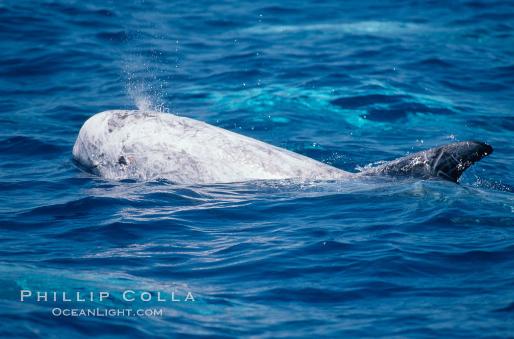 Rissos dolphin, dorsal fin.Note distinguishing and highly variable skin and dorsal fin patterns, characteristic of this species. White scarring, likely caused by other Risso dolphins teeth, accumulates during the dolphins life so that adult Rissos dolphins are almost entirely white. San Diego. California, USA, Grampus griseus, natural history stock photograph, photo id 04967