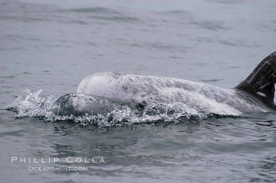 Rissos dolphin. Note distinguishing and highly variable skin and dorsal fin patterns, characteristic of this species.  White scarring, likely caused by other Risso dolphins teeth, accumulates during the dolphins life so that adult Rissos dolphins are almost entirely white.  Offshore near San Diego. California, USA, Grampus griseus, natural history stock photograph, photo id 07591