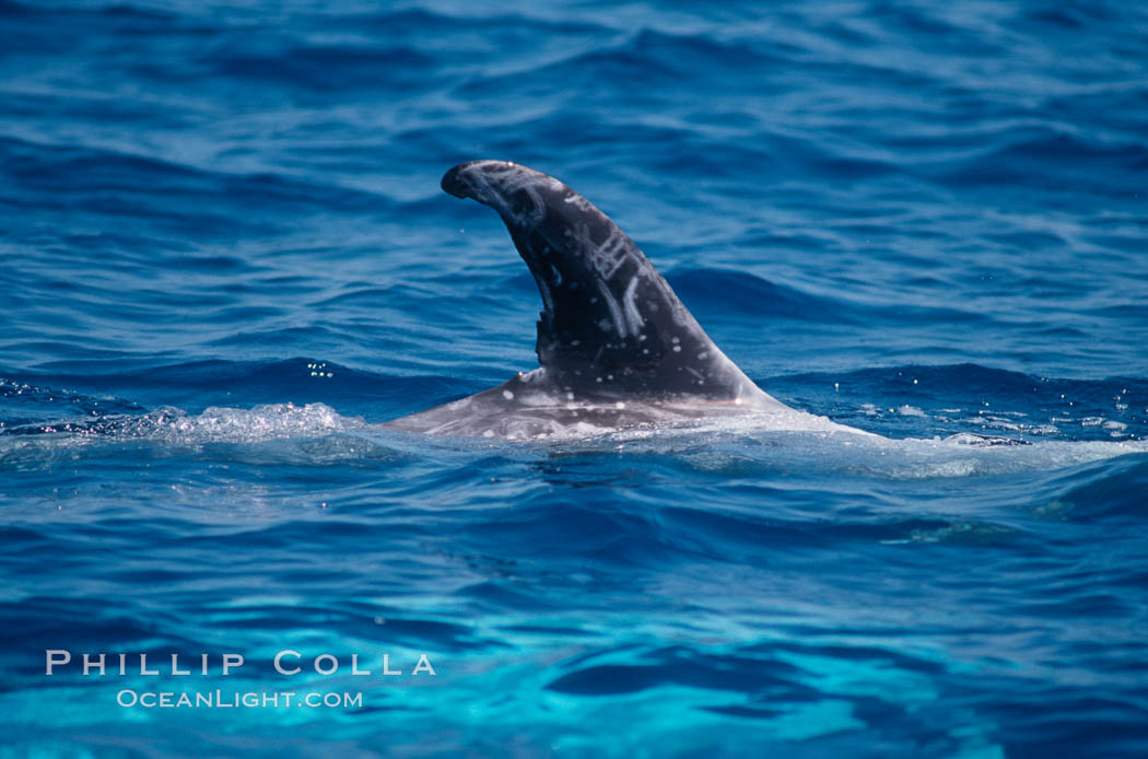 Rissos dolphin, dorsal fin.Note distinguishing and highly variable skin and dorsal fin patterns, characteristic of this species. White scarring, likely caused by other Risso dolphins teeth, accumulates during the dolphins life so that adult Rissos dolphins are almost entirely white. San Diego. California, USA, Grampus griseus, natural history stock photograph, photo id 04965