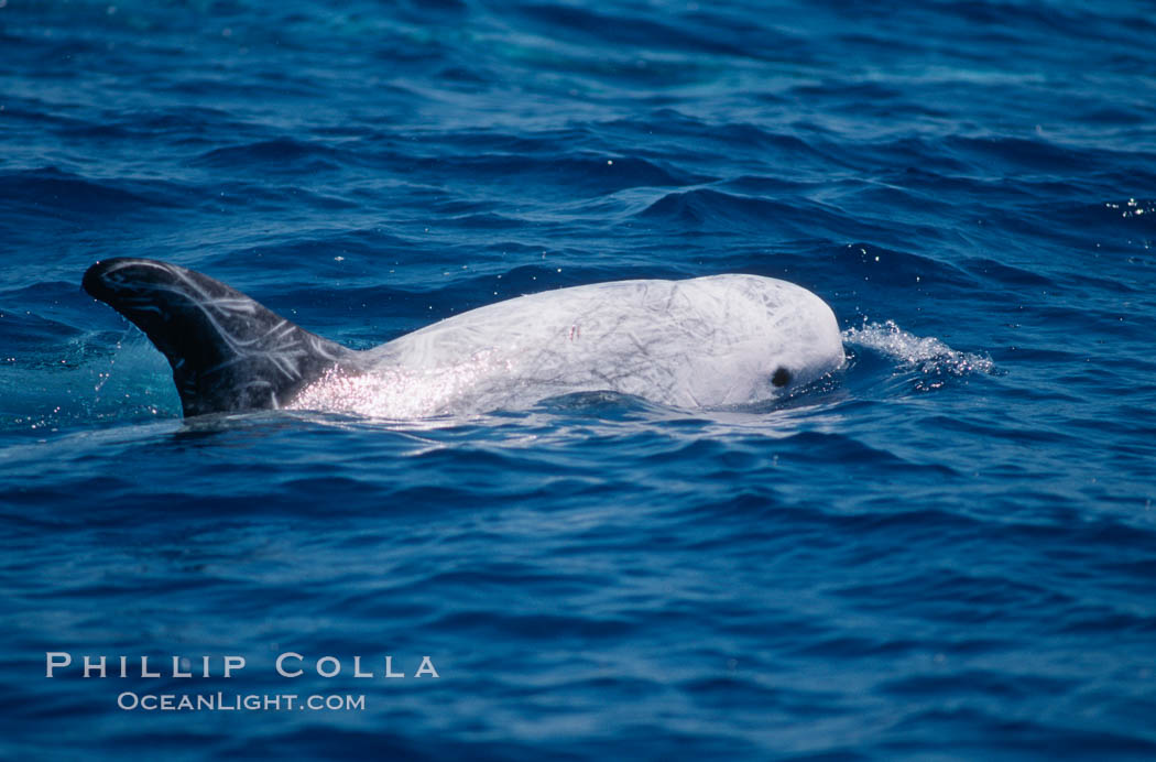 Rissos dolphin, dorsal fin.Note distinguishing and highly variable skin and dorsal fin patterns, characteristic of this species. White scarring, likely caused by other Risso dolphins teeth, accumulates during the dolphins life so that adult Rissos dolphins are almost entirely white. San Diego. California, USA, Grampus griseus, natural history stock photograph, photo id 04969