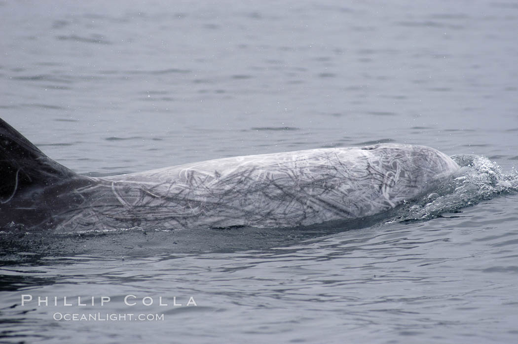 Rissos dolphin. Note distinguishing and highly variable skin and dorsal fin patterns, characteristic of this species.  White scarring, likely caused by other Risso dolphins teeth, accumulates during the dolphins life so that adult Rissos dolphins are almost entirely white.  Offshore near San Diego. California, USA, Grampus griseus, natural history stock photograph, photo id 07589