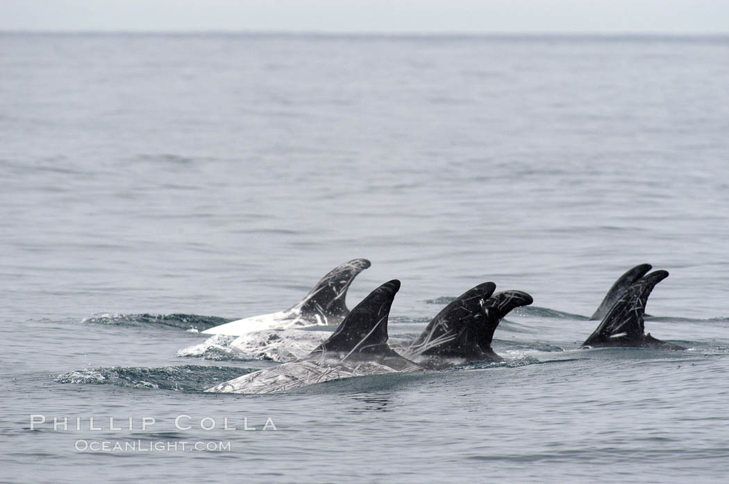 Rissos dolphin. Note distinguishing and highly variable skin and dorsal fin patterns, characteristic of this species.  White scarring, likely caused by other Risso dolphins teeth, accumulates during the dolphins life so that adult Rissos dolphins are almost entirely white.  Offshore near San Diego. California, USA, Grampus griseus, natural history stock photograph, photo id 07593