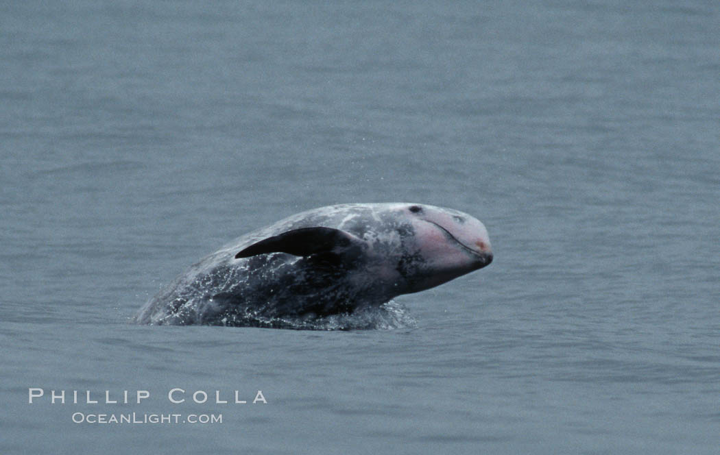 A Rissos dolphin spyhops, lifting its head above water for a look. Note distinguishing and highly variable skin and dorsal fin patterns, characteristic of this species.  White scarring, likely caused by other Risso dolphins teeth, accumulates during the dolphins life so that adult Rissos dolphins are almost entirely white.  Offshore near San Diego. California, USA, Grampus griseus, natural history stock photograph, photo id 07598