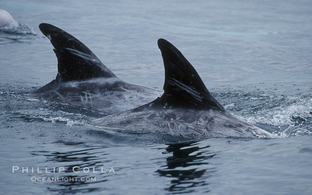 A group of Rissos dolphin surfaces.  Extensive scarring on adult Rissos dolphins allows identification of individuals based on their dorsal fins, provided the identification methodology incorporates scarring acquired in future years. Offshore near San Diego. California, USA, Grampus griseus, natural history stock photograph, photo id 07602