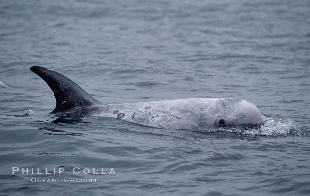 Rissos dolphin. Note distinguishing and highly variable skin and dorsal fin patterns, characteristic of this species.  White scarring, likely caused by other Risso dolphins teeth, accumulates during the dolphins life so that adult Rissos dolphins are almost entirely white.  Offshore near San Diego. California, USA, Grampus griseus, natural history stock photograph, photo id 07606