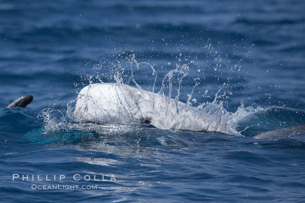 Rissos dolphin. San Diego. California, USA, Grampus griseus, natural history stock photograph, photo id 12790