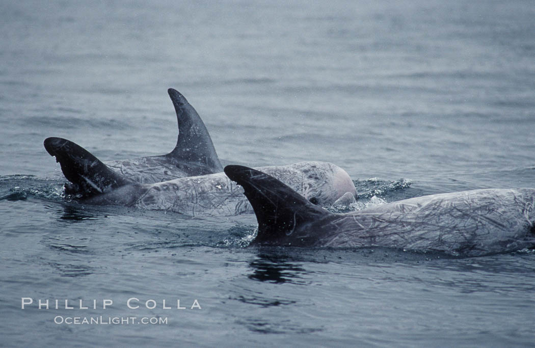 A group of Rissos dolphin surfaces.  Extensive scarring on adult Rissos dolphins allows identification of individuals based on their dorsal fins, provided the identification methodology incorporates scarring acquired in future years. Offshore near San Diego. California, USA, Grampus griseus, natural history stock photograph, photo id 07600