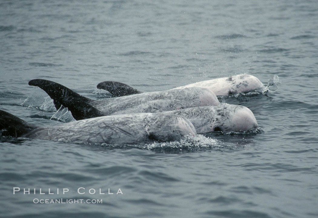 Rissos dolphin. Note distinguishing and highly variable skin and dorsal fin patterns, characteristic of this species.  White scarring, likely caused by other Risso dolphins teeth, accumulates during the dolphins life so that adult Rissos dolphins are almost entirely white.  Offshore near San Diego. California, USA, Grampus griseus, natural history stock photograph, photo id 07604