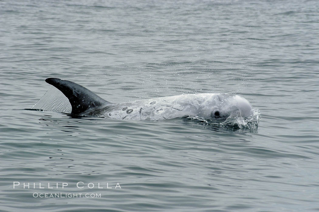 Rissos dolphin. Note distinguishing and highly variable skin and dorsal fin patterns, characteristic of this species.  White scarring, likely caused by other Risso dolphins teeth, accumulates during the dolphins life so that adult Rissos dolphins are almost entirely white.  Offshore near San Diego. California, USA, Grampus griseus, natural history stock photograph, photo id 07595