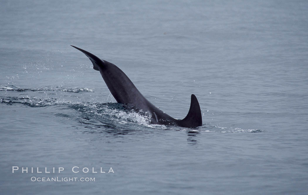 A young Rissos dolphin calf performs a tail slap. Note the dark color on this juvenile, it has yet to acquire the white scarring that distinguishes adult Rissos dolphins.  Offshore near San Diego. California, USA, Grampus griseus, natural history stock photograph, photo id 07599