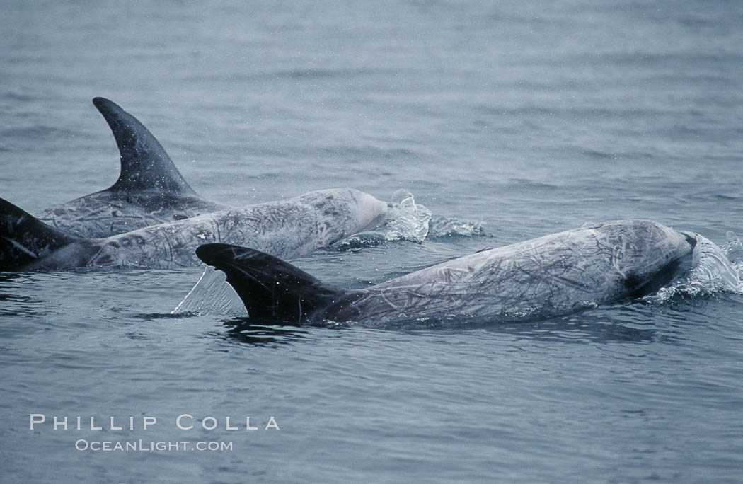 Rissos dolphin. Note distinguishing and highly variable skin and dorsal fin patterns, characteristic of this species.  White scarring, likely caused by other Risso dolphins teeth, accumulates during the dolphins life so that adult Rissos dolphins are almost entirely white.  Offshore near San Diego. California, USA, Grampus griseus, natural history stock photograph, photo id 07603