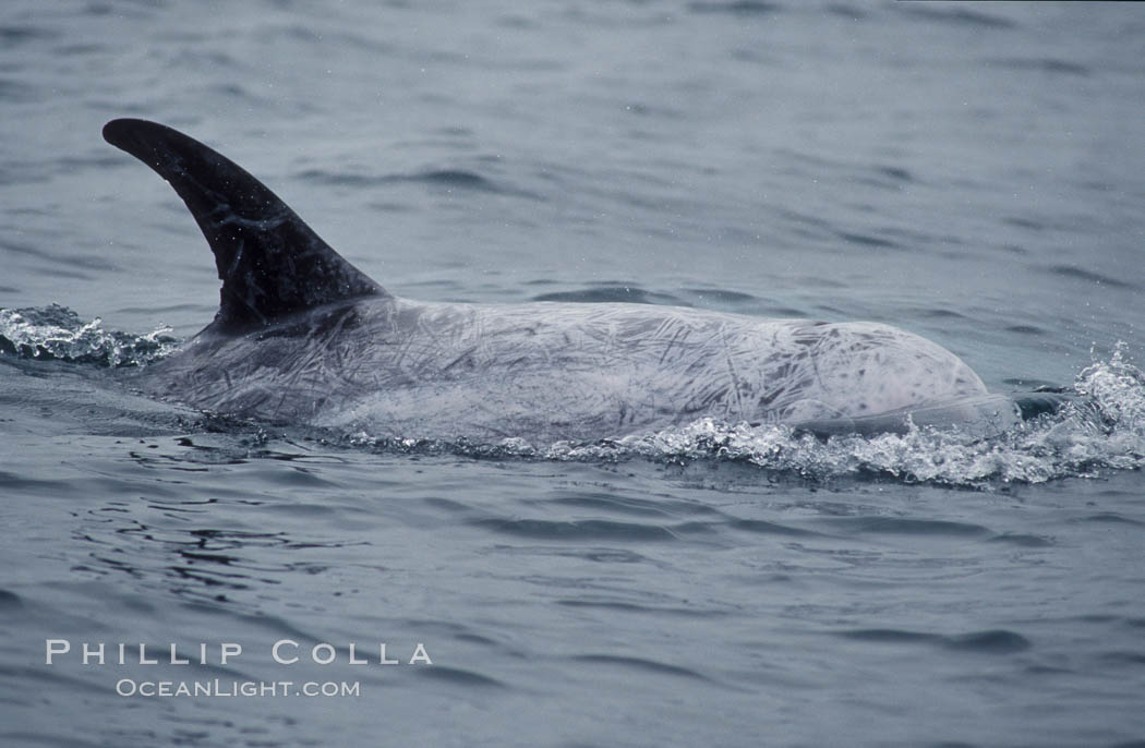 Rissos dolphin. Note distinguishing and highly variable skin and dorsal fin patterns, characteristic of this species.  White scarring, likely caused by other Risso dolphins teeth, accumulates during the dolphins life so that adult Rissos dolphins are almost entirely white.  Offshore near San Diego. California, USA, Grampus griseus, natural history stock photograph, photo id 07605