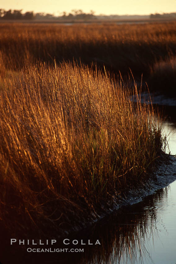 River grass. Crystal River, Florida, USA, natural history stock photograph, photo id 02690