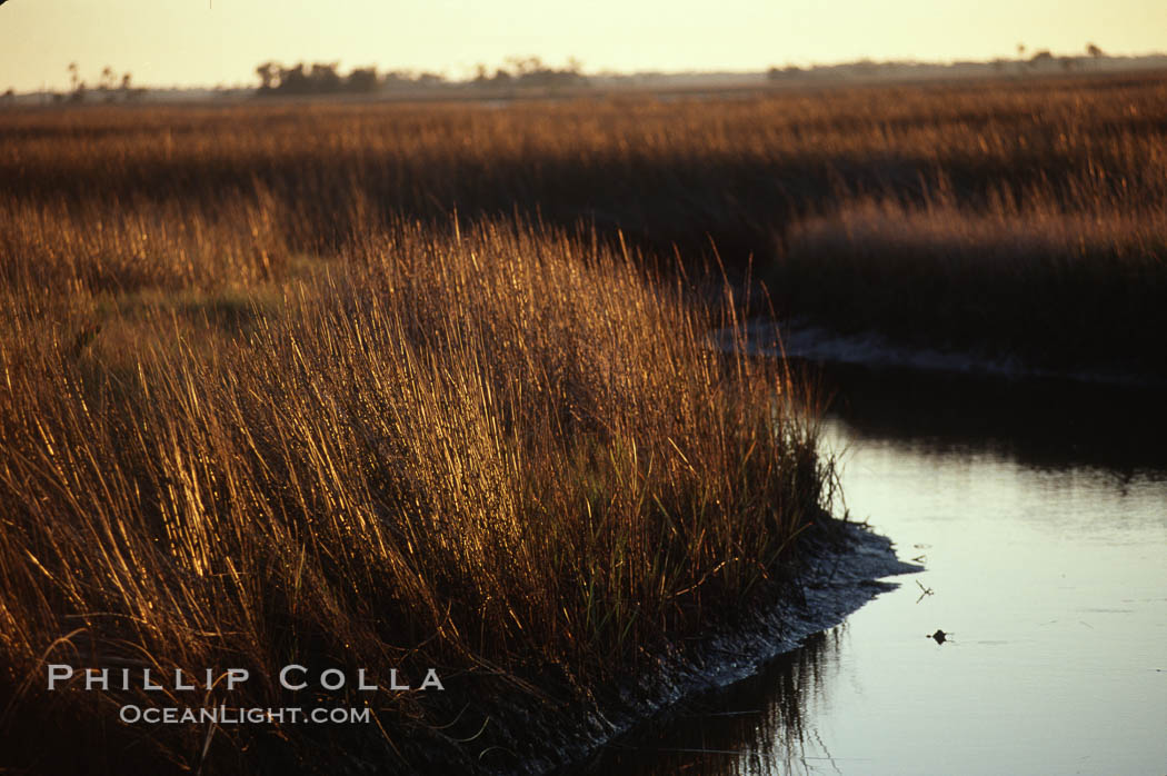 River grass. Crystal River, Florida, USA, natural history stock photograph, photo id 02691