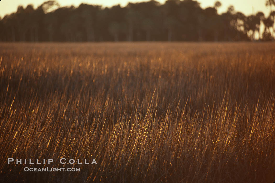 River grass., natural history stock photograph, photo id 02693