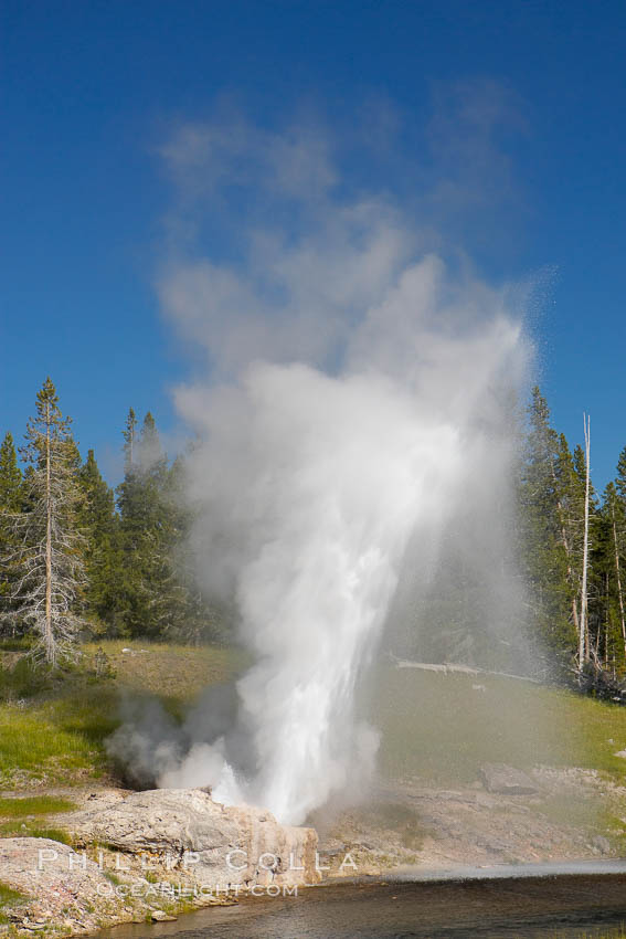A rainbow appears in the spray of Riverside Geyser as it erupts over the Firehole River.  Riverside is a very predictable geyser.  Its eruptions last 30 minutes, reach heights of 75 feet and are usually spaced about 6 hours apart.  Upper Geyser Basin. Yellowstone National Park, Wyoming, USA, natural history stock photograph, photo id 13370