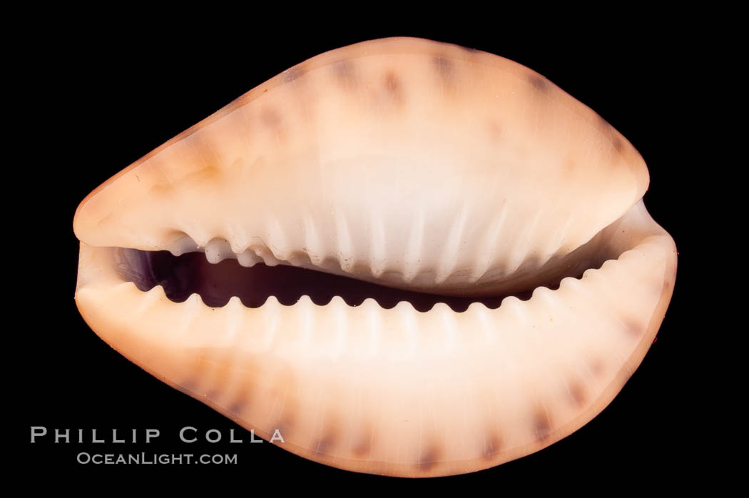 Robert's Cowrie., Cypraea robertsi, natural history stock photograph, photo id 08174