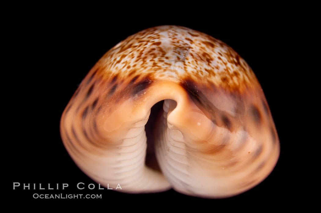 Robert's Cowrie., Cypraea robertsi, natural history stock photograph, photo id 08176