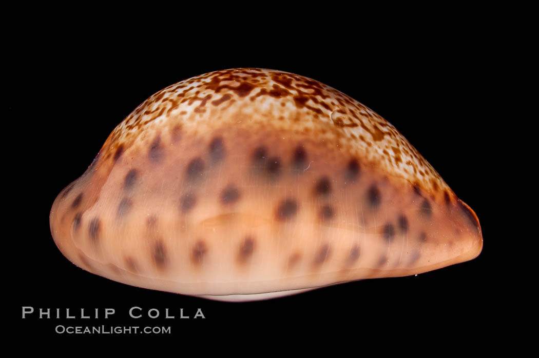 Robert's Cowrie., Cypraea robertsi, natural history stock photograph, photo id 08175