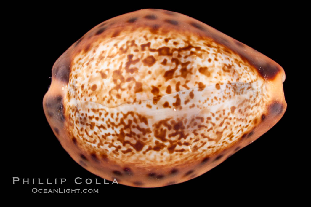 Robert's Cowrie., Cypraea robertsi, natural history stock photograph, photo id 08173