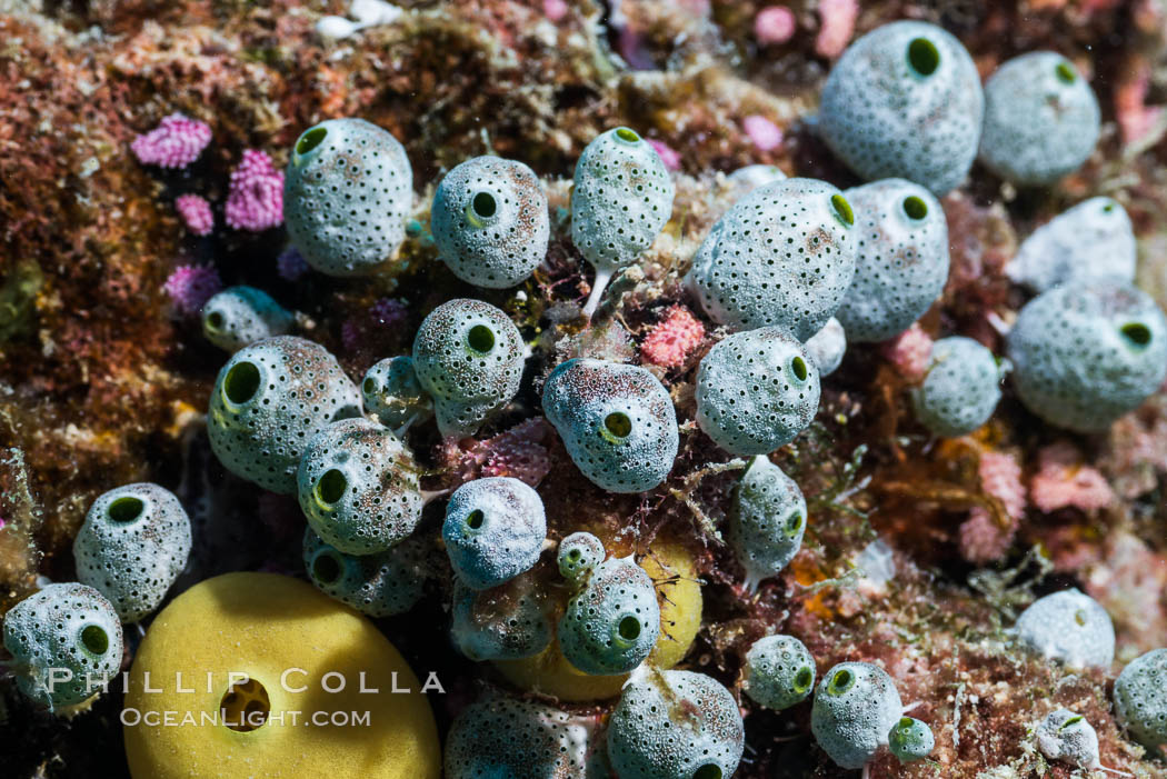 Robust sea squirt, Atriolum robustum, a type of tunicate, Fiji. Makogai Island, Lomaiviti Archipelago, natural history stock photograph, photo id 31773