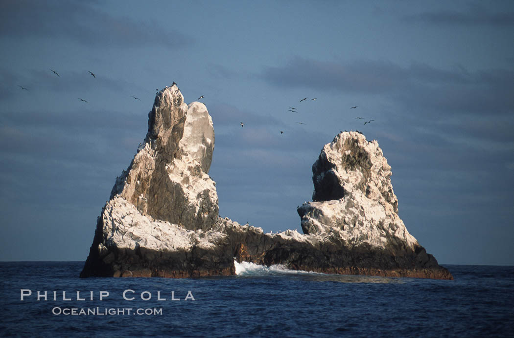 Roca Partida, a small remote seamount in the Revillagigedos., natural history stock photograph, photo id 05617