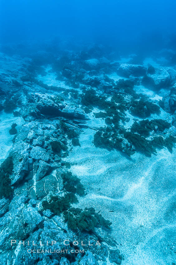 Sand channels and granite structures form the underwater reef at Abalone Point. Guadalupe Island (Isla Guadalupe), Baja California, Mexico, natural history stock photograph, photo id 09547