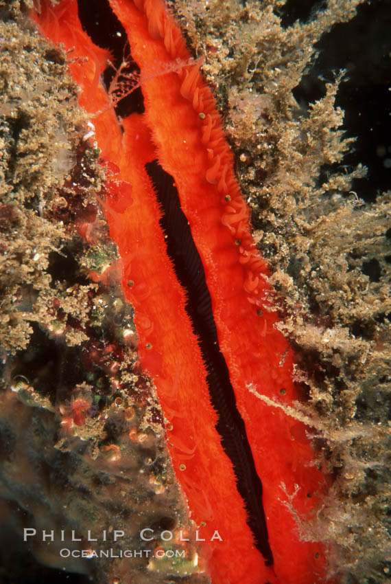 Rock scallop showing sight organs. Anacapa Island, California, USA, Crassedoma giganteum, natural history stock photograph, photo id 05382