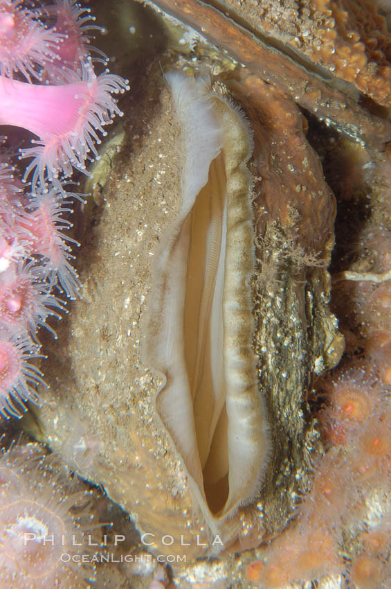 Rock scallop., Crassedoma giganteum, natural history stock photograph, photo id 08932