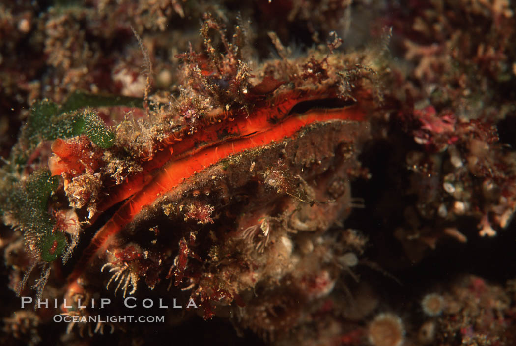 Rock scallop showing sight organs. Anacapa Island, California, USA, Crassedoma giganteum, natural history stock photograph, photo id 05403