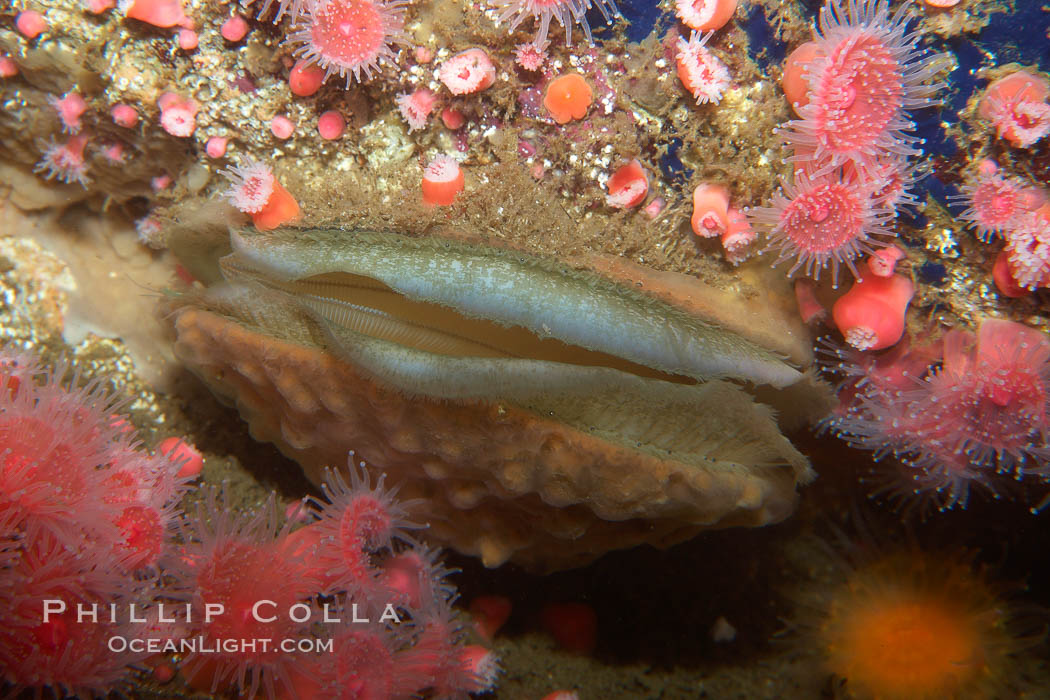 Rock scallop., Crassedoma giganteum, natural history stock photograph, photo id 21525