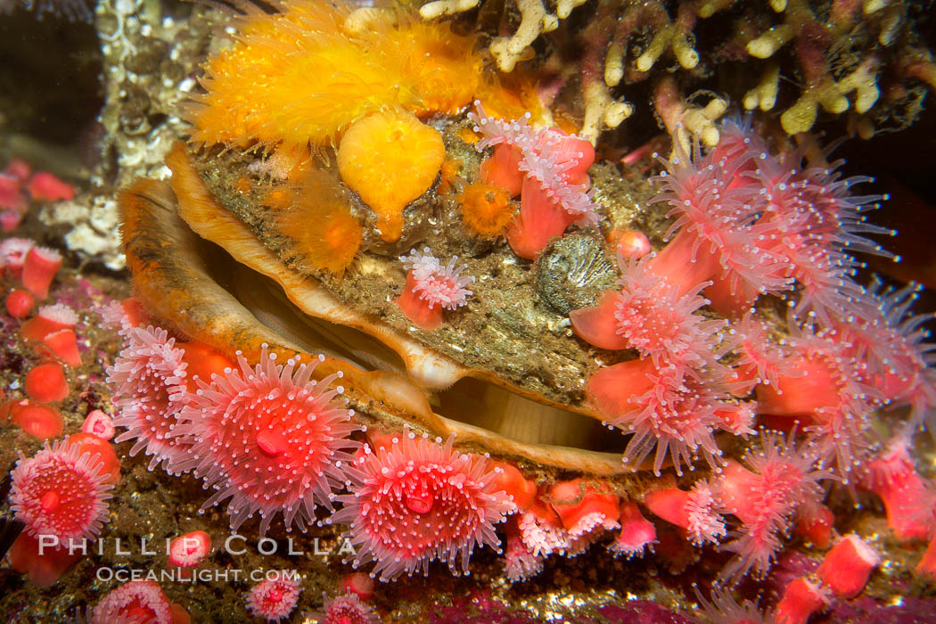 Rock scallop with encrusting orange cup corals (top) and strawberry anemones (bottom)., Balanophyllia elegans, Corynactis californica, Crassedoma giganteum, natural history stock photograph, photo id 21526