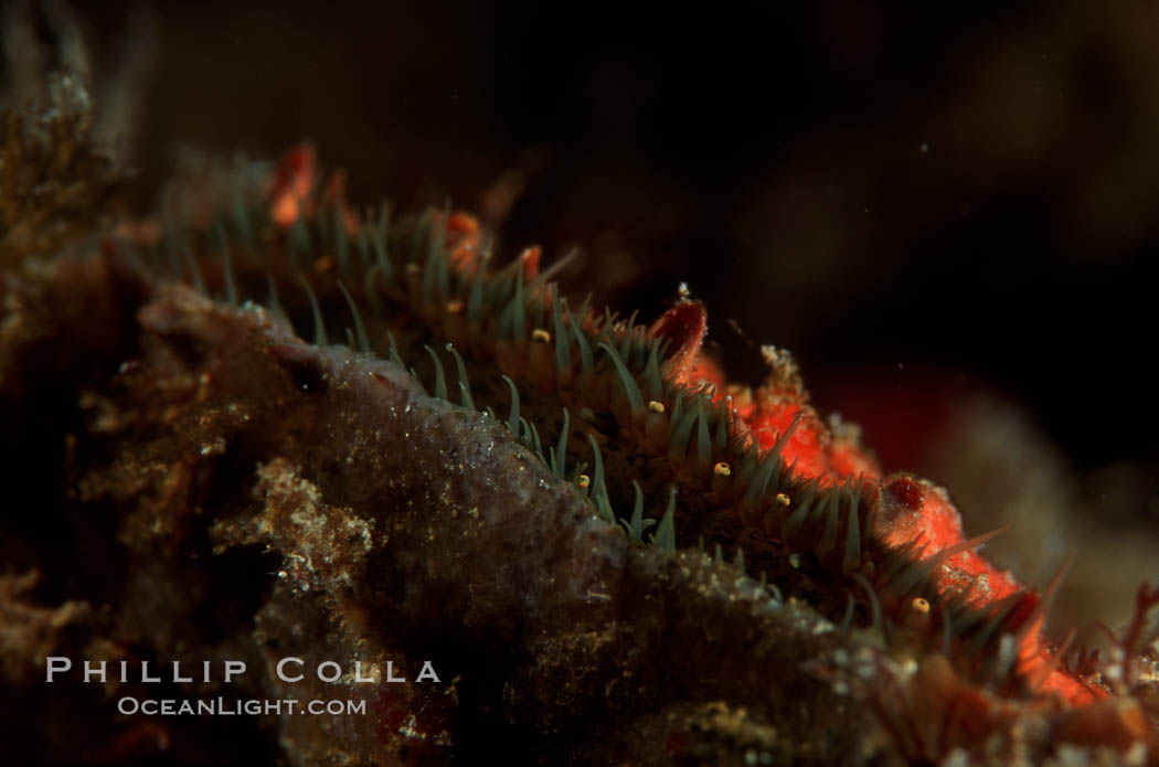 Rock scallop showing sight organs. Anacapa Island, California, USA, Crassedoma giganteum, natural history stock photograph, photo id 02552