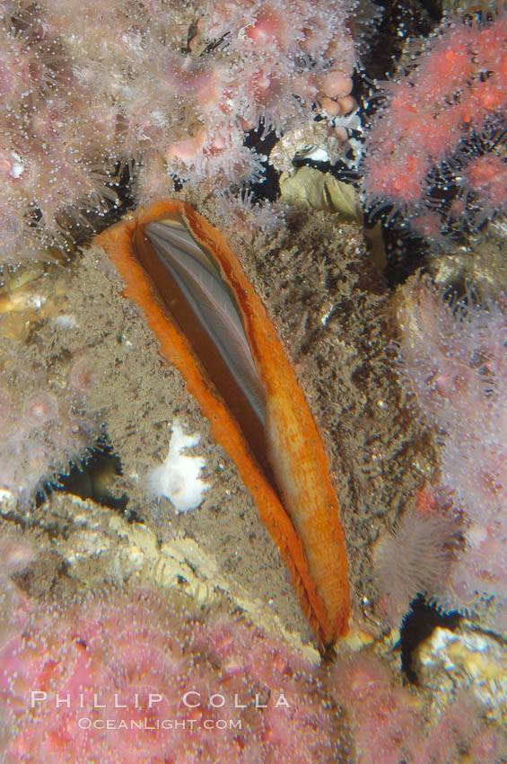 Rock scallop., Crassedoma giganteum, natural history stock photograph, photo id 08931