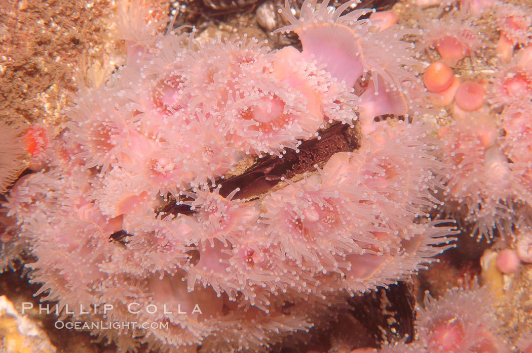 Rock scallop with encrusting strawberry anemones., Corynactis californica, Crassedoma giganteum, natural history stock photograph, photo id 08935
