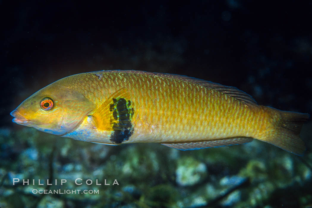 Rock wrasse, Catalina. Catalina Island, California, USA, Halichoeres semicinctus, natural history stock photograph, photo id 01938