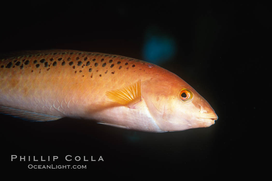 Rock wrasse, Catalina. Catalina Island, California, USA, Halichoeres semicinctus, natural history stock photograph, photo id 07077